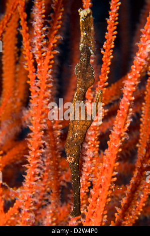 Ghost Seenadeln (Solenostomus Cyanopterus), Kimbe Bay, New Britain, Papua New Guinea Stockfoto