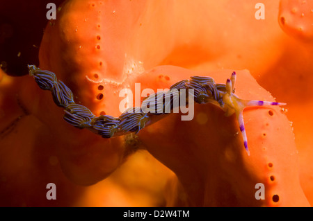 Lila Drache (Pteraeolidia Ianthina), North Head, Sydney Harbour, Australien Stockfoto