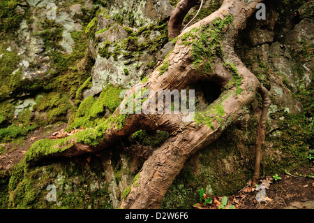 Seltsame Baumwurzel in Alva Glen erscheinenden aufgeteilt und kehrte sich unten Stockfoto