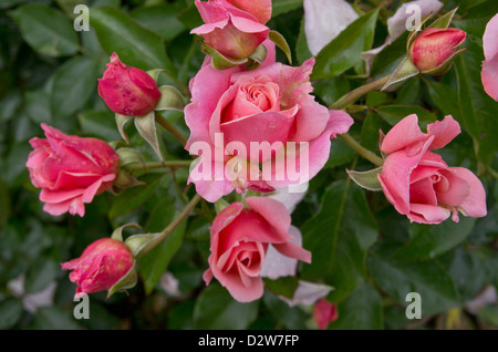 Rose Boticelli Stockfoto