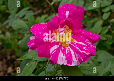 Rosa Gallica versicolor aka Rosa Mundi Stockfoto