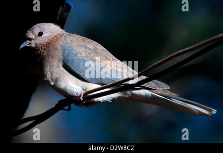Querformat Nahaufnahme der lachende Taube thront auf einem Draht Zaun Lesotho Südliches Afrika Stockfoto