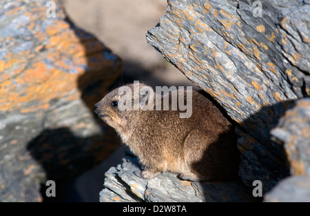 ein Felsen Hyrax auch bekannt als ein Klippschliefer, genießen Sie die Sonne zwischen den Felsen bei Tsitsikamma South africa Stockfoto