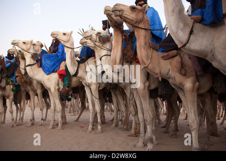 Männer auf Kamelen wartet das Kamelrennen in Timbuktu in 2011 Festival au Desert beginnen. Stockfoto