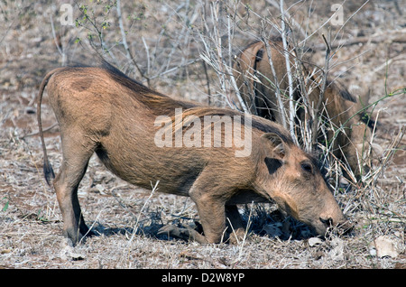 ein Warzenschwein Rodung für Lebensmittel im trockenen ausgedörrte Erde Südafrika Stockfoto