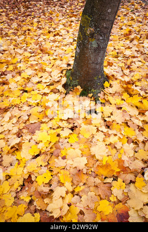Gefallene Herbstlaub den Fuß eines Baumes. Bracknell, Berkshire, England, GB, UK Stockfoto