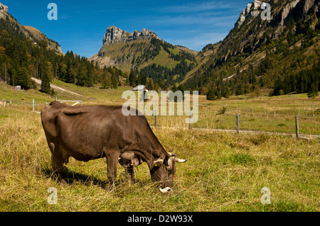 Brown Swiss Kuh Weiden auf der Alm, Berner Oberland, Schweiz Stockfoto