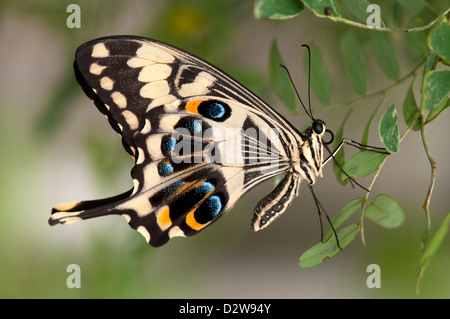 Kaiser Schwalbenschwanz Papilio Ophidicephalus, Schwalbenschwänze (Papilionidae) Stockfoto