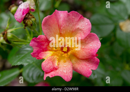 Rose "Yann Arthus Bertrand" Stockfoto