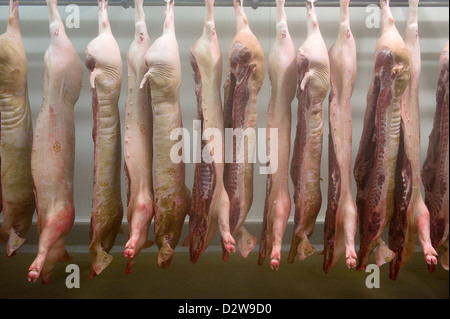 Neuruppin, Deutschland, Schweinshaelften hängen an einer Abkühlung Kuehlraum Stockfoto