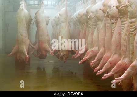 Neuruppin, Deutschland, Schweinshaelften hängen an einer Abkühlung Kuehlraum Stockfoto