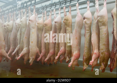 Neuruppin, Deutschland, Schweinshaelften hängen an einer Abkühlung Kuehlraum Stockfoto