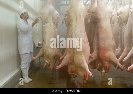 Neuruppin, Deutschland, Schweinshaelften hängen an einer Abkühlung Kuehlraum Stockfoto