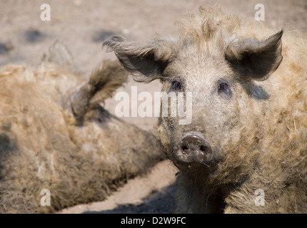 Kremmen, Deutschland, Mangalica Schweine Stockfoto