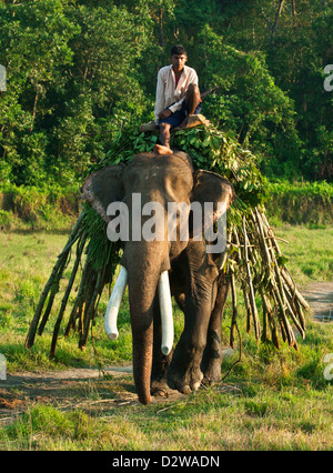 Mahout sitzt auf einem arbeiten Elefanten im Chitwan Nationalpark, Nepal. Stockfoto