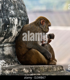 Makaken Mutter und Baby Affen im Pashupatinath Tempel in Kathmandu, Nepal. Stockfoto