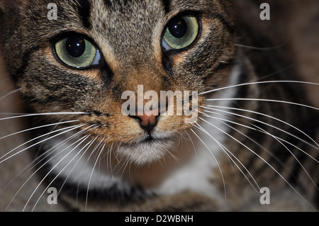 Tabby Katzengesicht mit großen grünen Augen und langen, weißen Bart Stockfoto