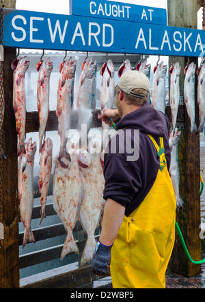 Charta-Angeln-Boot-Kapitäne hängen den Fang des Tages für Kunden Fotos, Seward, Alaska, USA Stockfoto