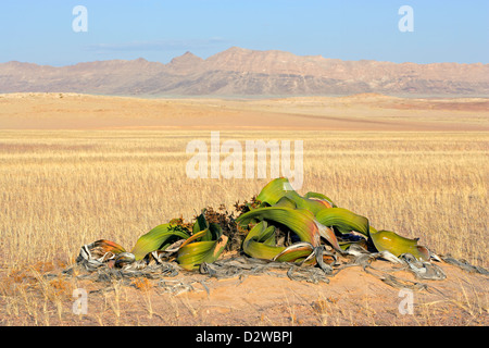 Alten Welwitschia Pflanze (Welwitcshia Mirabilis), Namib-Naukluft-Nationalpark, Namibia, Südliches Afrika Stockfoto