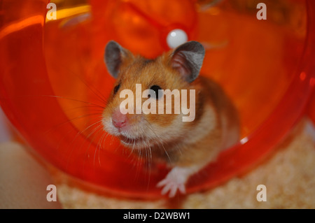 Hamster-Stepping aus einer Orange laufen Rad Stockfoto