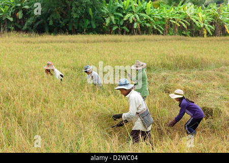 Bauernfamilie Ernte Reis in Mae Sot, Thailand. Stockfoto