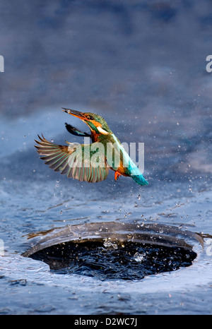 Eisvogel aus dem stream Stockfoto