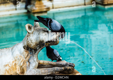 Tauben trinken aus dem Mund eines Wolfes in der Fonte Gaia, Siena, Toskana, Italien Stockfoto