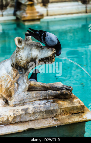 Tauben trinken aus dem Mund eines Wolfes in der Fonte Gaia, Siena, Toskana, Italien Stockfoto