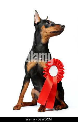 Zwergpinscher Welpen, 6 Monate alt Stockfoto