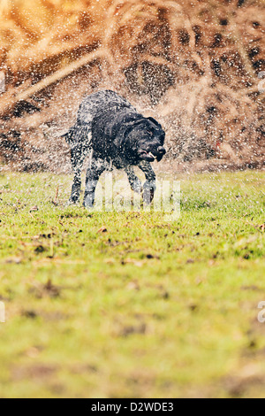 Schwarze Labrador schütteln Wasser aus ihrem Fell Stockfoto