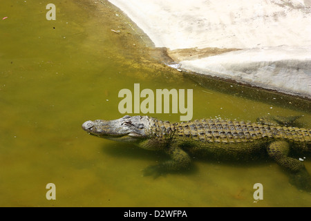 Krokodil im Wasser mit Exemplar Stockfoto