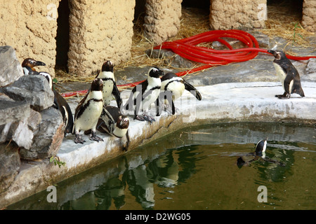 Afrikanische Pinguine (Spheniscus Demersus) neben einem Pool in einem zoo Stockfoto