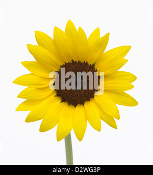 Sonnenblume, Helianthus annuus Stockfoto