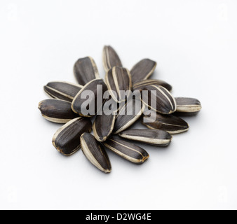 Sonnenblume, Helianthus Annuus, Samen Stockfoto