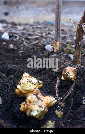 Topinambur (Helianthus Tuberosus) in einem Stapel frisch aus dem Boden. Stockfoto