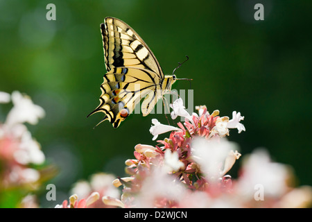 Gelbe Schwalbenschwanz Schmetterling (Lepidoptera) saugen Nektar aus den Blüten der Abelia. Stockfoto