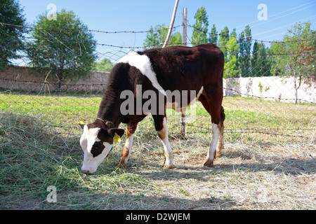 Schwarz / weiß Kalb füttert von grass Stockfoto