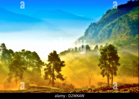 nebligen Morgen in Erdbeer Garten am Berg Doi Angkhang, Chiangmai: Thailand Stockfoto