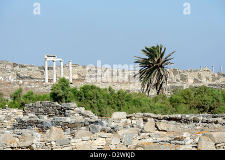 Delos. Griechenland. Die einsame Palme des heiligen Sees wo Leto Apollon und Artemis gebar. Stockfoto
