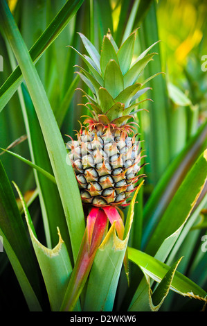 Baby Ananas in der farm Stockfoto