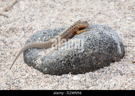 Galapagos Lava Lizard (Microlophus albemarlensis) auf Basalt-Lavagestein am Korallenstrand Stockfoto