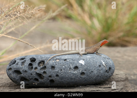 Weibliche Galapagos Lava Eidechse (Microlophus albemarlensis) in Brutfarbe auf Lavagestein Stockfoto