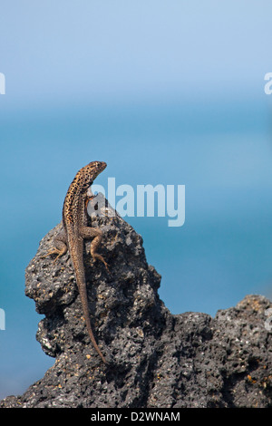 Galapagos Lava Eidechse (Microlophus Albemarlensis) auf Lava-Gestein Stockfoto