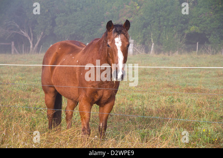 Ein rotes Pferd Stockfoto