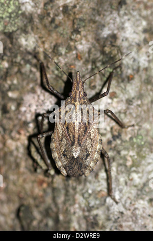 Pentatomid Bug Halys sp. An einem Baumstamm Stockfoto