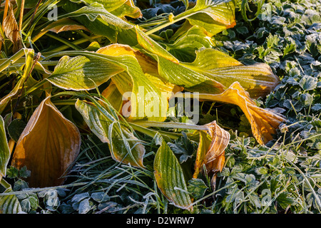 Blätter nach dem ersten Morgen Frost mit Raureif bedeckt. Stockfoto