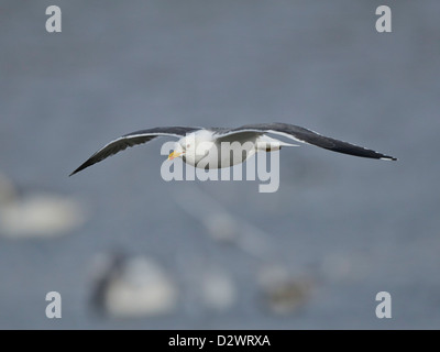 Weniger schwarz-backed Möwe im Flug Stockfoto