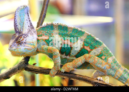 Ein Jemenchamäleon (Chamaeleo Calyptratus) zu Fuß auf einem Ast Stockfoto