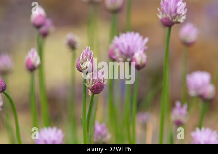 Allium Schoenoprasum Blühende Schnittlauch nur zur Eröffnung verwendet in Kochrezepten Stockfoto