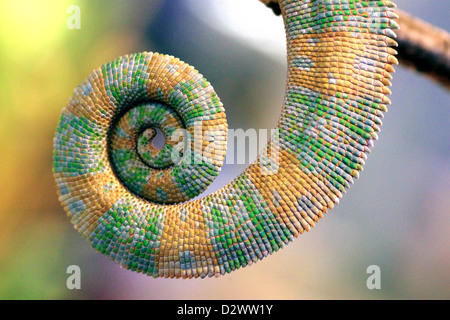 Ende ein Chamäleon in einer Spirale gewickelt Stockfoto